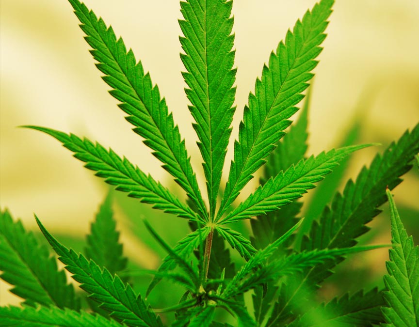 Marijuana Pot Attorneys in Washington State
